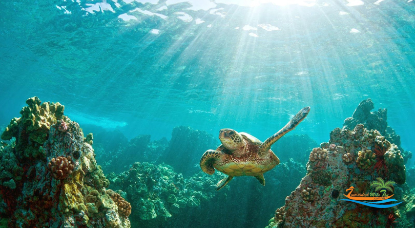 rùa biển ở Côn Đảo