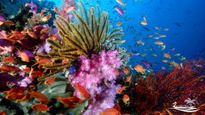 lặn ngắm san hô ở Côn Đảo