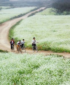 dong-cai-trang-moc-chau