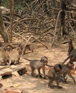 Tour Du Lịch Cát Bà Vịnh Lan Hạ Đảo Khỉ 1 Ngày