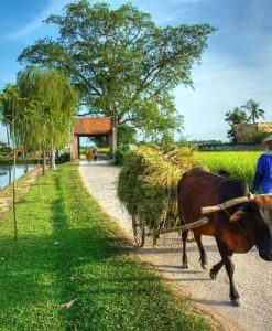 Tour Du Lịch Làng Cổ Đường Lâm 1 Ngày