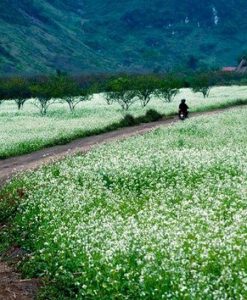 Tour Khám Phá Mộc Châu - Mai Châu - Pù Luông 3 Ngày 2 Đêm