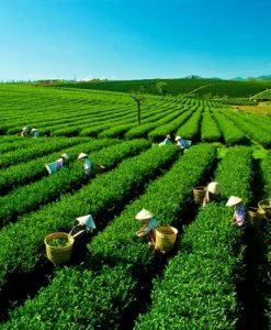 Tour Mộc Châu Arena Resort 3 Ngày 2 Đêm