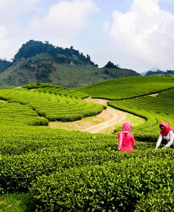 Tour Du Lịch Mộc Châu 2 Ngày 1 Đêm