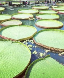 Tour Sg - Làng Hoa Sa Đéc - Happy Land Hùng Thy - Vườn Quýt Hồng Lai Vung - Chùa Lá Sen 1 Ngày